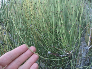 Ephedra-thumb